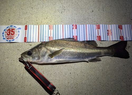 マルスズキの釣果