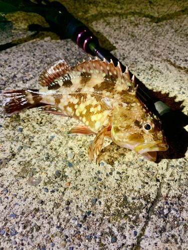 カサゴの釣果