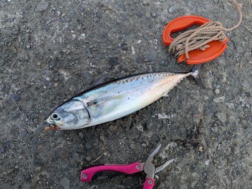 ソウダガツオの釣果