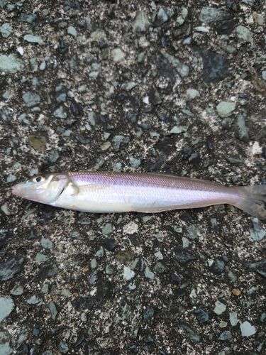シロギスの釣果