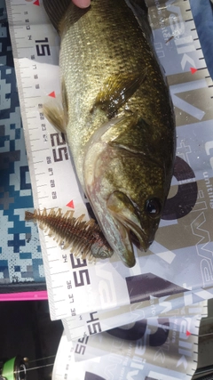 ブラックバスの釣果