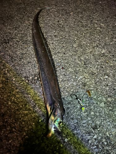 タチウオの釣果