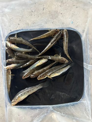 マハゼの釣果