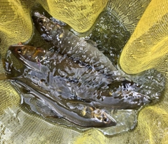 アユの釣果