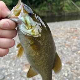 スモールマウスバス