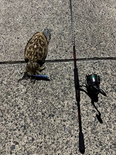 コウイカの釣果