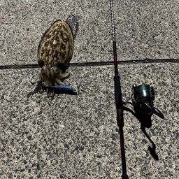 コウイカ