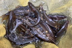 アユの釣果