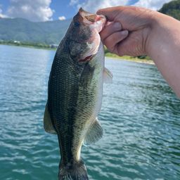 ラージマウスバス