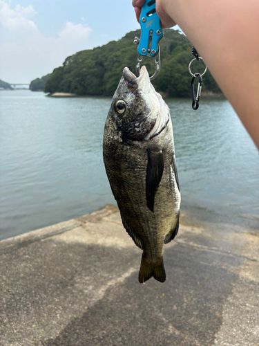 キスの釣果