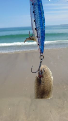 シタビラメの釣果
