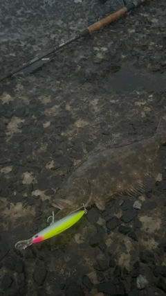 ヒラメの釣果