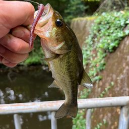 ラージマウスバス