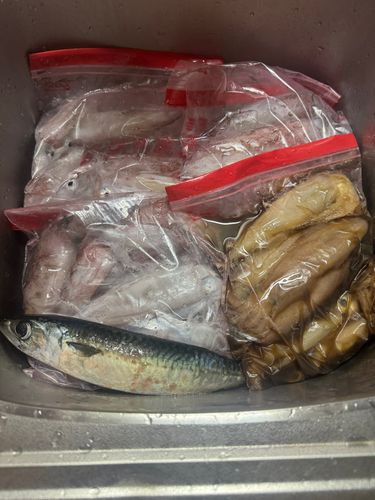 ケンサキイカの釣果