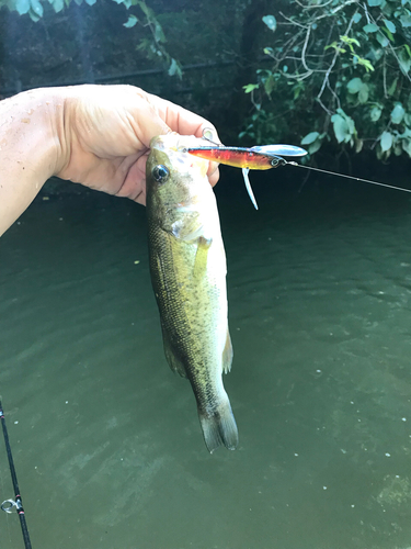 ラージマウスバスの釣果