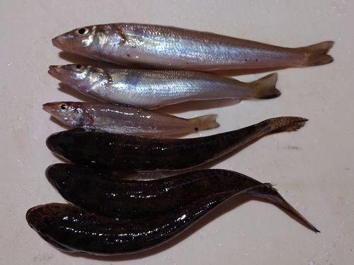シロギスの釣果