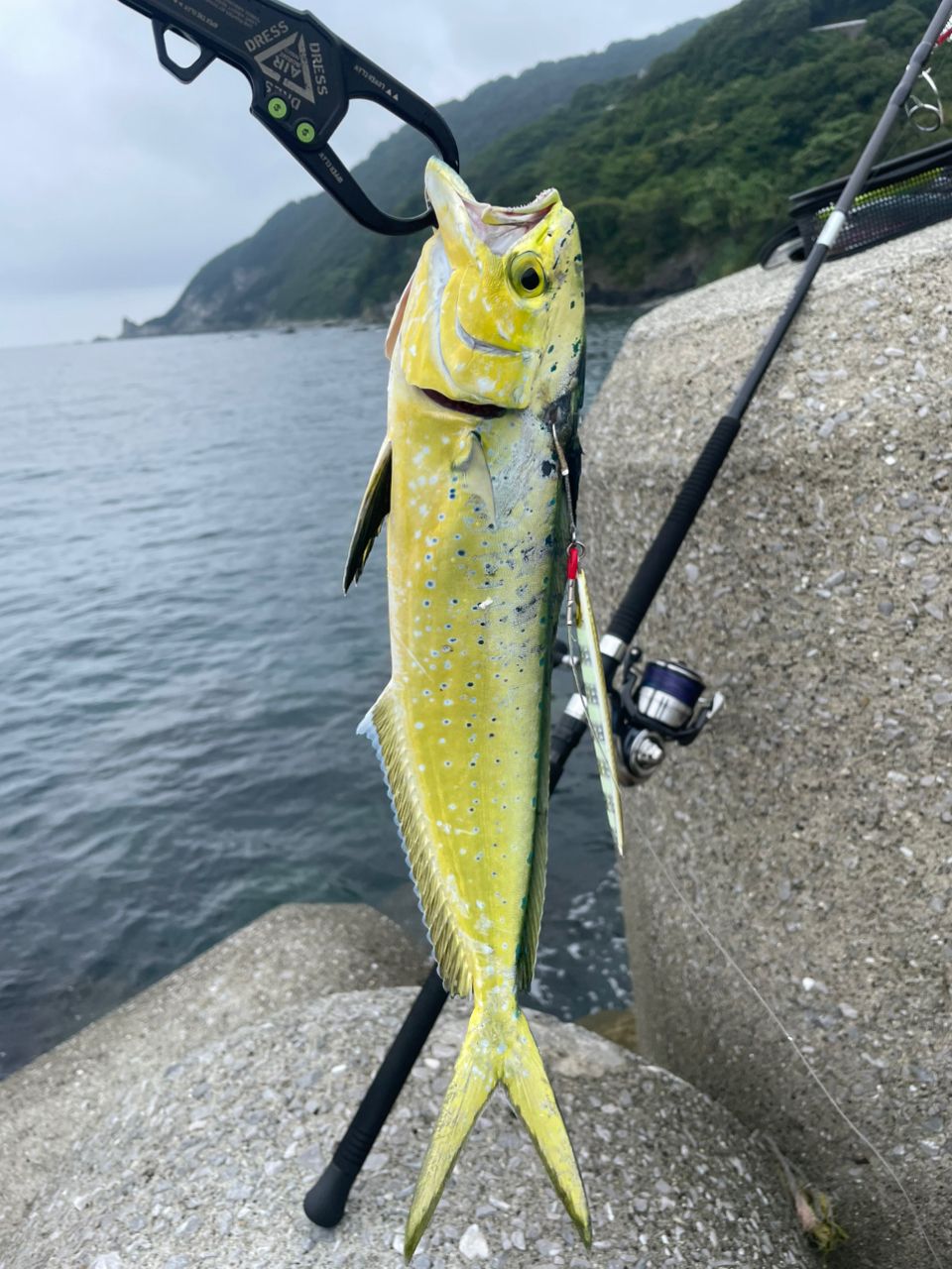 DAIWA - 【たかッ】ダイワ 21セルテートSW 8000-H 51ieVEFeE8L._UF1000,1000_QL80_.jpg