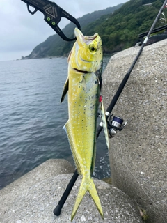 シイラの釣果