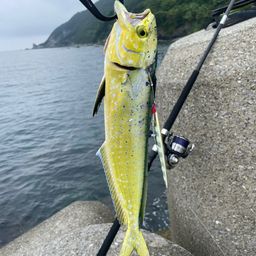 シイラ