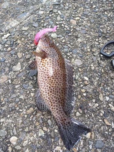 オオモンハタの釣果