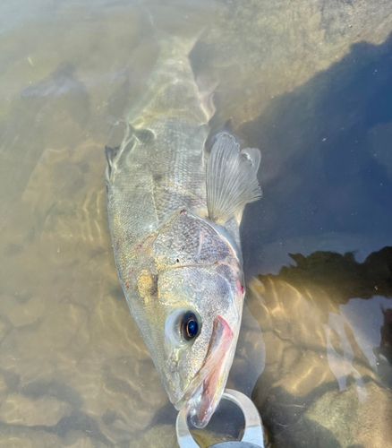 フッコ（タイリクスズキ）の釣果