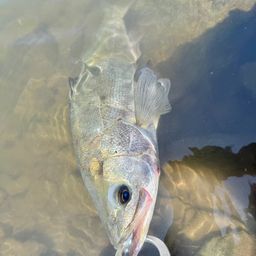 フッコ（タイリクスズキ）