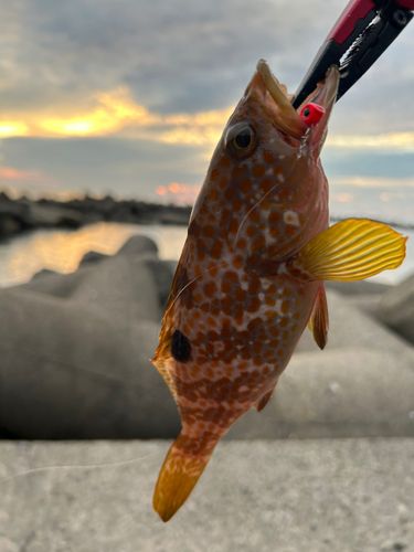 キジハタの釣果