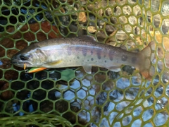 ヤマメの釣果