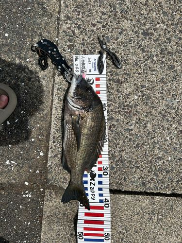 チヌの釣果