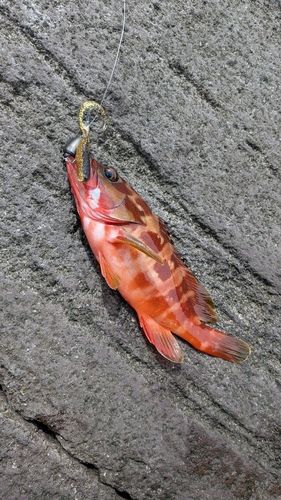 アカハタの釣果