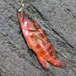アカハタ