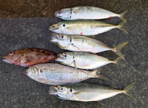 アジの釣果