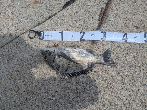 クロダイの釣果