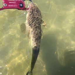 マゴチ