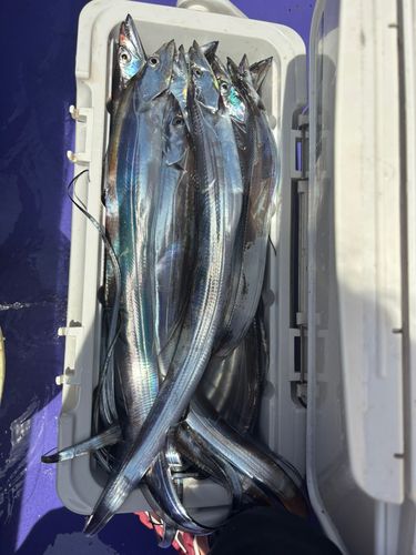 タチウオの釣果