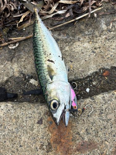 サバの釣果