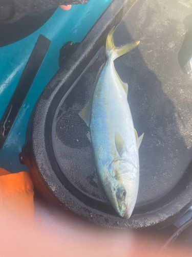 ワカシの釣果