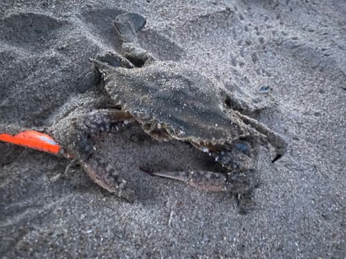 カニの釣果
