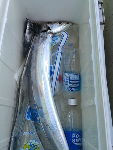 タチウオの釣果