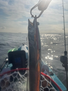 タチウオの釣果