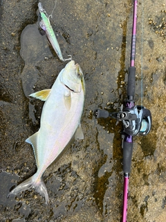 シオの釣果