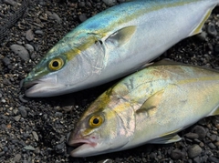 ワカシの釣果