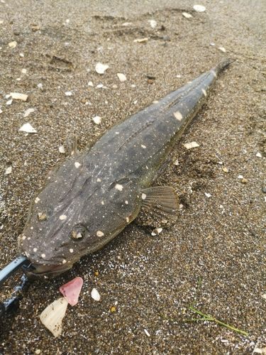 マゴチの釣果