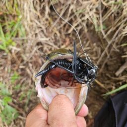 ブラックバス