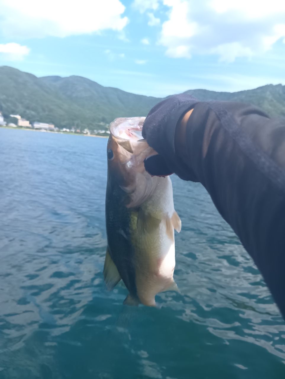 ラージマウスバス