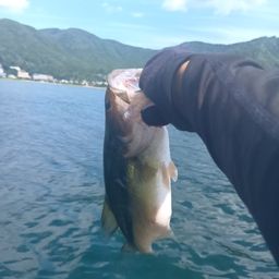 ラージマウスバス