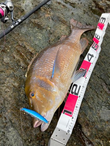 タマンの釣果