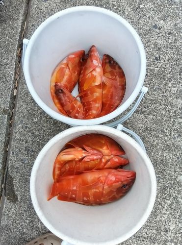 アカハタの釣果