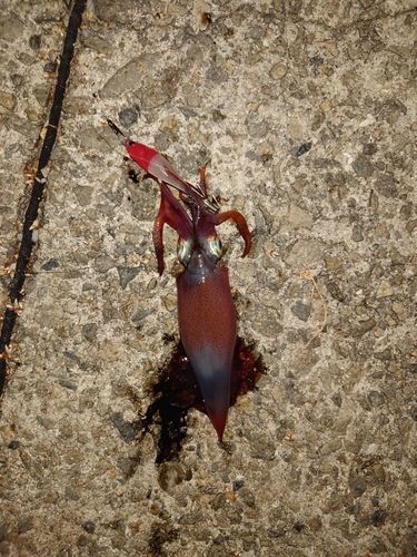 ケンサキイカの釣果