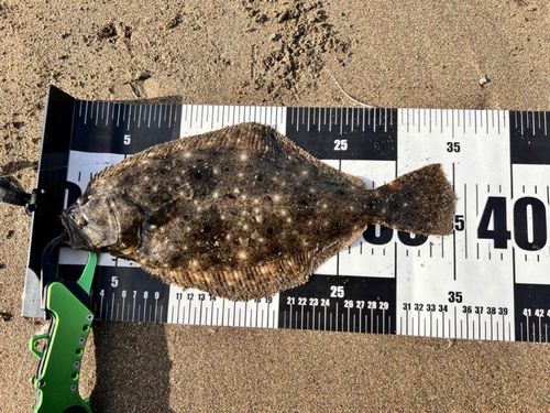 ソゲの釣果